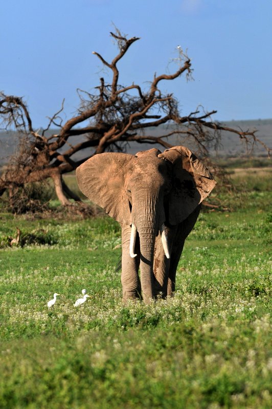 Eléphant (19)