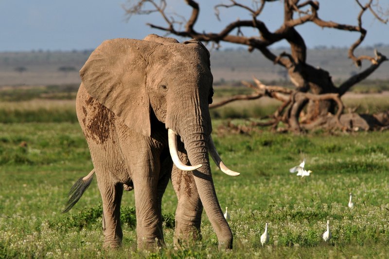 Eléphant (20)