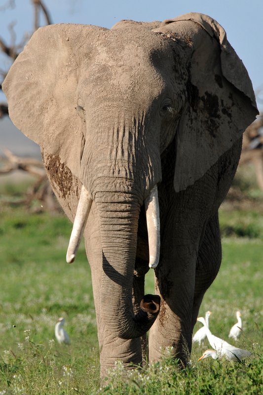 Eléphant (21)