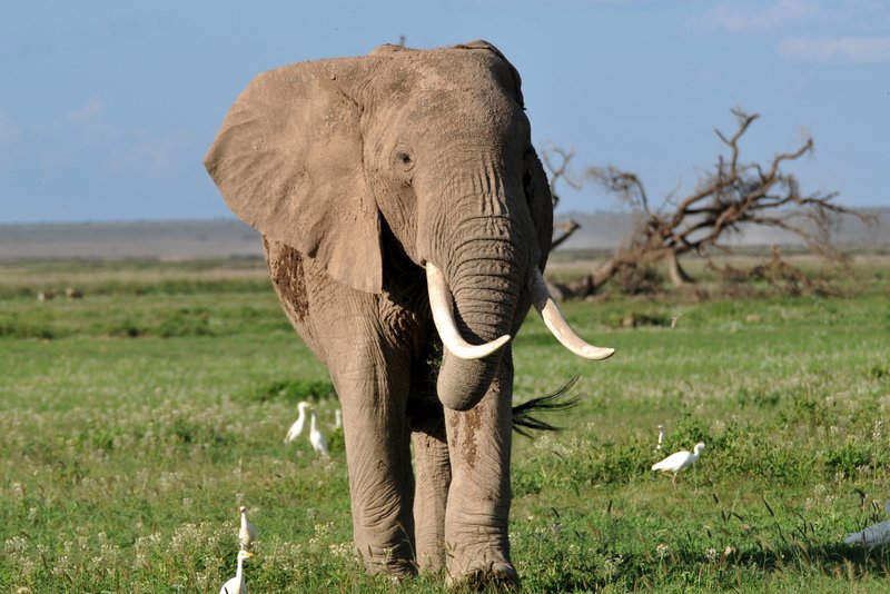 Eléphant (23)