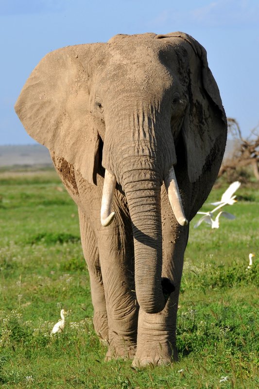 Eléphant (24)