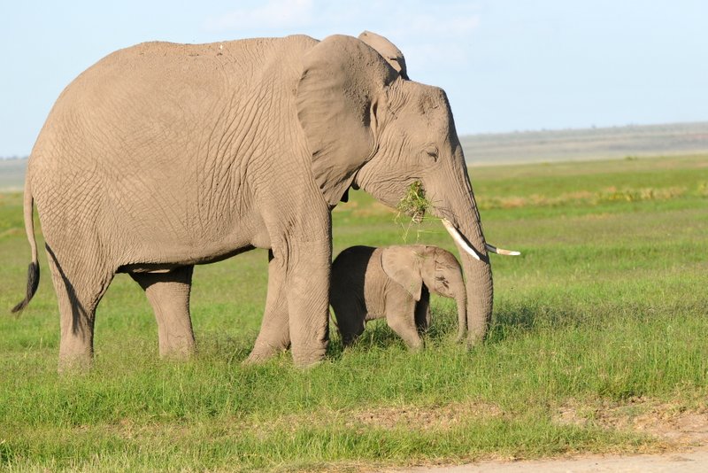 Eléphant (33)