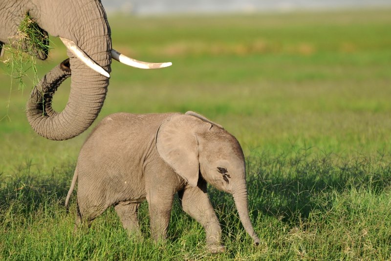 Eléphant (34)