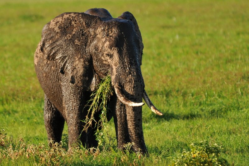 Eléphant (42)
