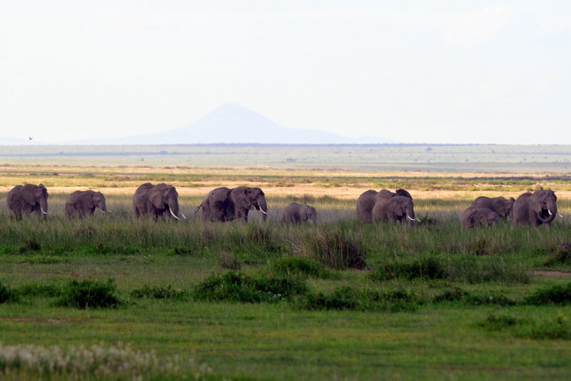 Eléphant (5)