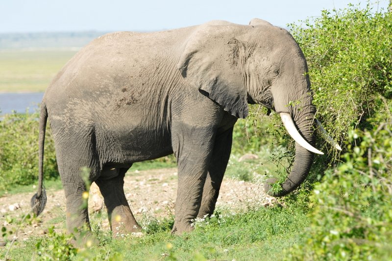 Eléphant (54)