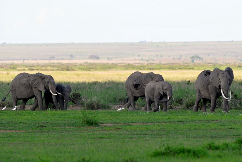Eléphant (6)