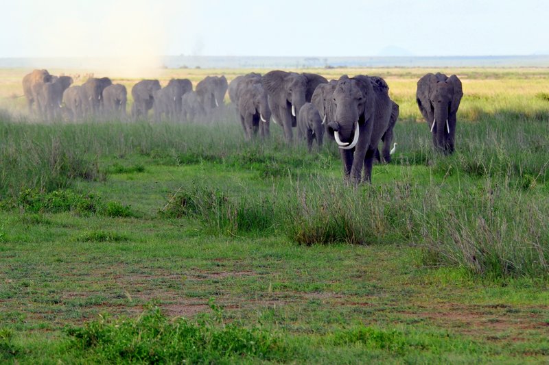 Eléphant (7)