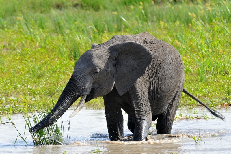 Eléphant (8)