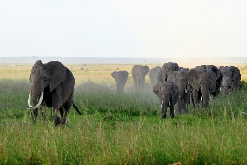 Eléphant (8)