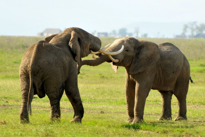 Eléphant (80)