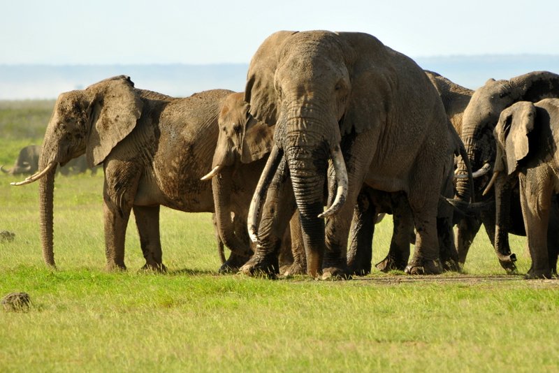 Eléphant (82)