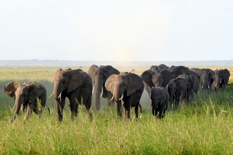 Eléphant (9)