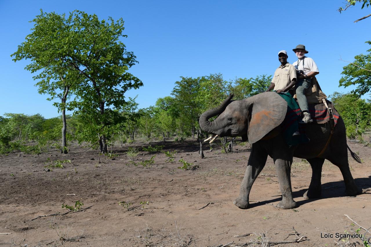 Elephant  back safari (26)