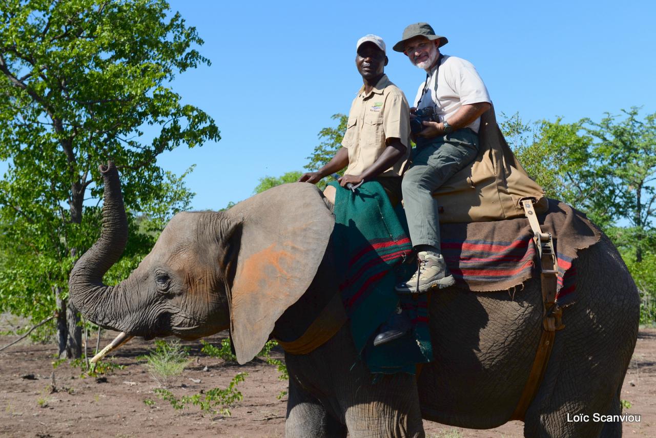 Elephant back safari (27)