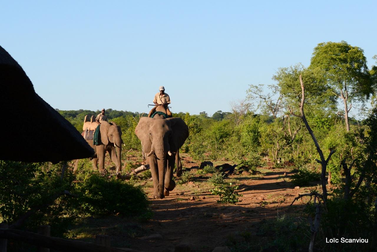 Elephant back safari (4)