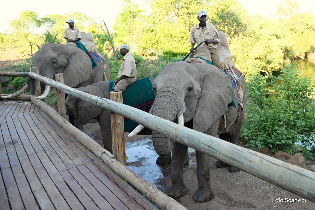 Elephant back safari (5)