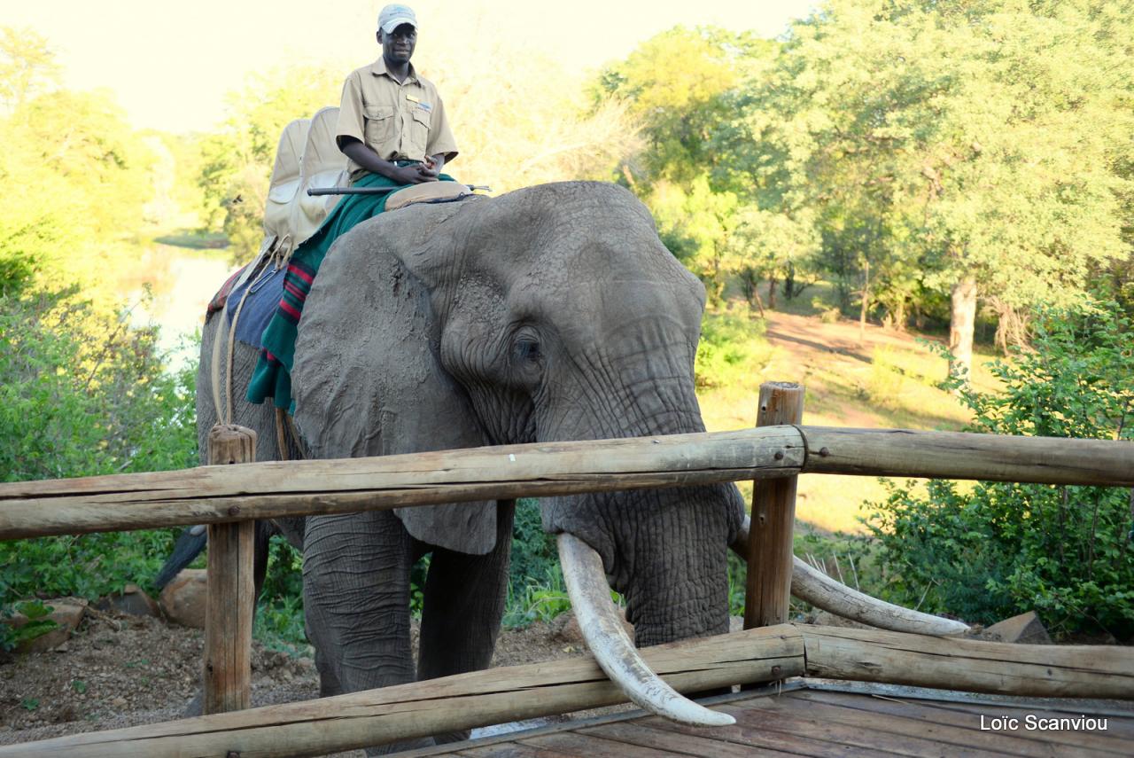 Elephant back safari (6)