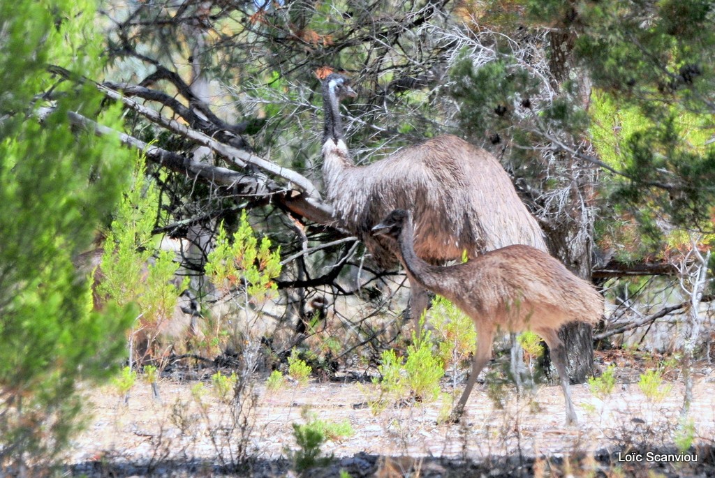 Emeu d Australie/Emu