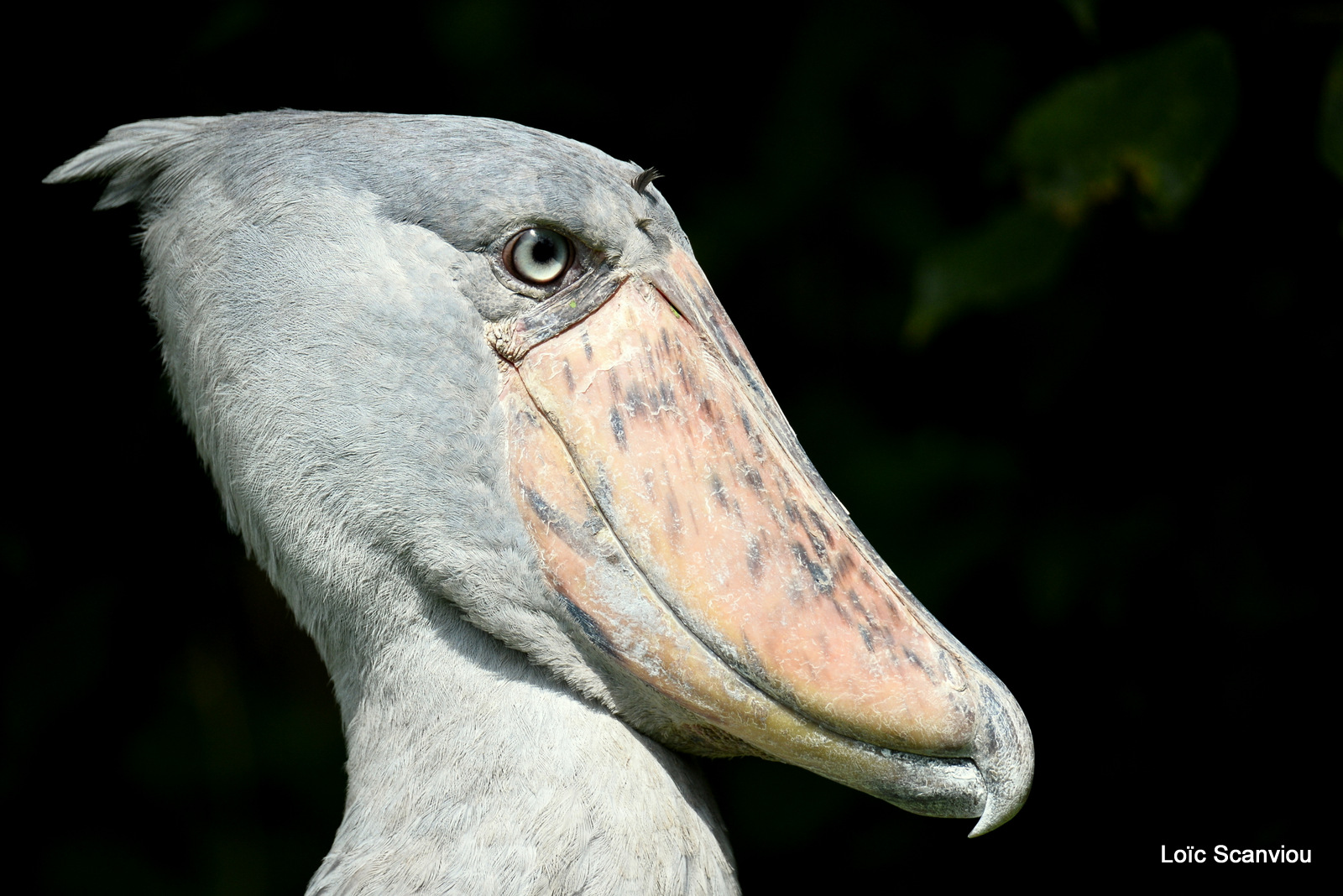 Bec-en-sabot/Shoebill (3)