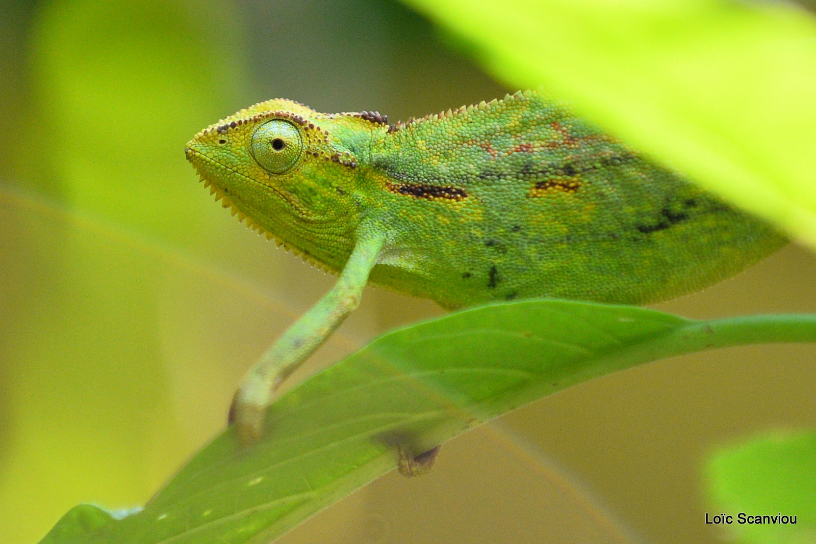 Caméléon d'Afrique/Slender Chameleo (3)