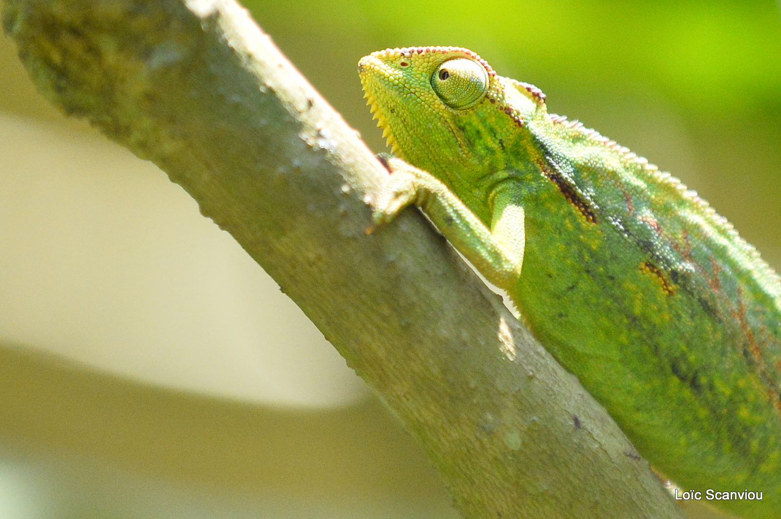 Caméléon d'Afrique/Slender Chameleo (4)