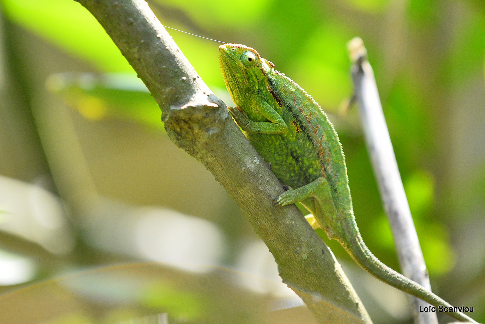 Caméléon d'Afrique/Slender Chameleo (5)