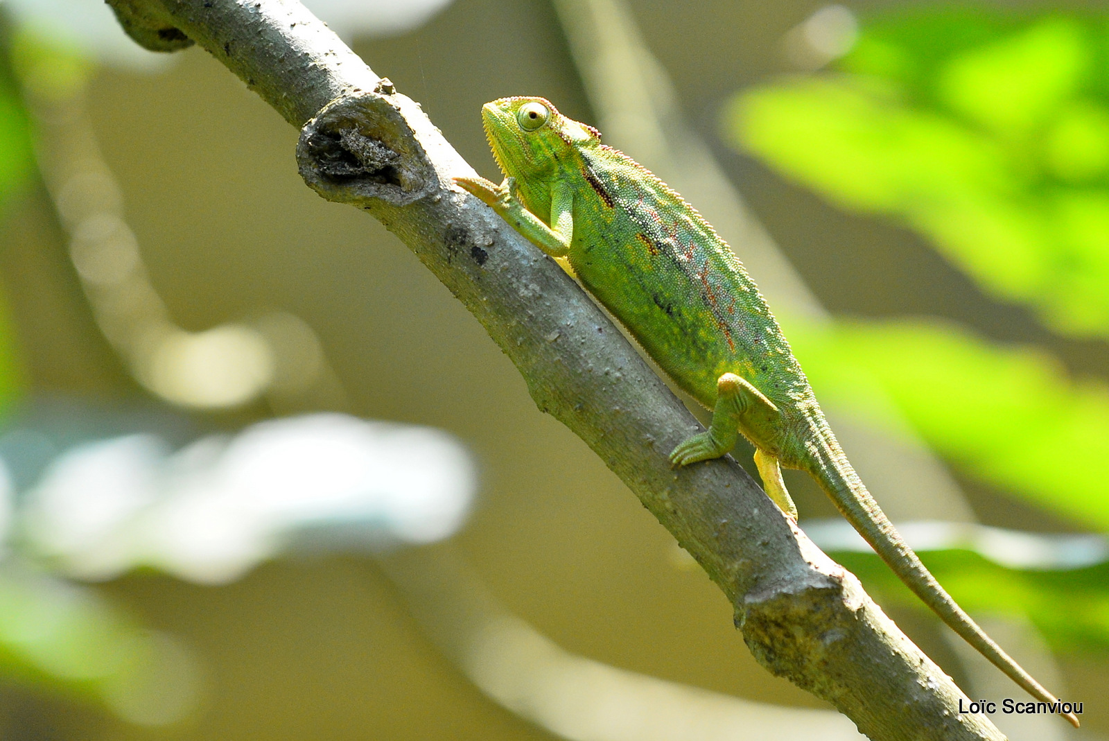 Caméléon d'Afrique/Slender Chameleo (6)