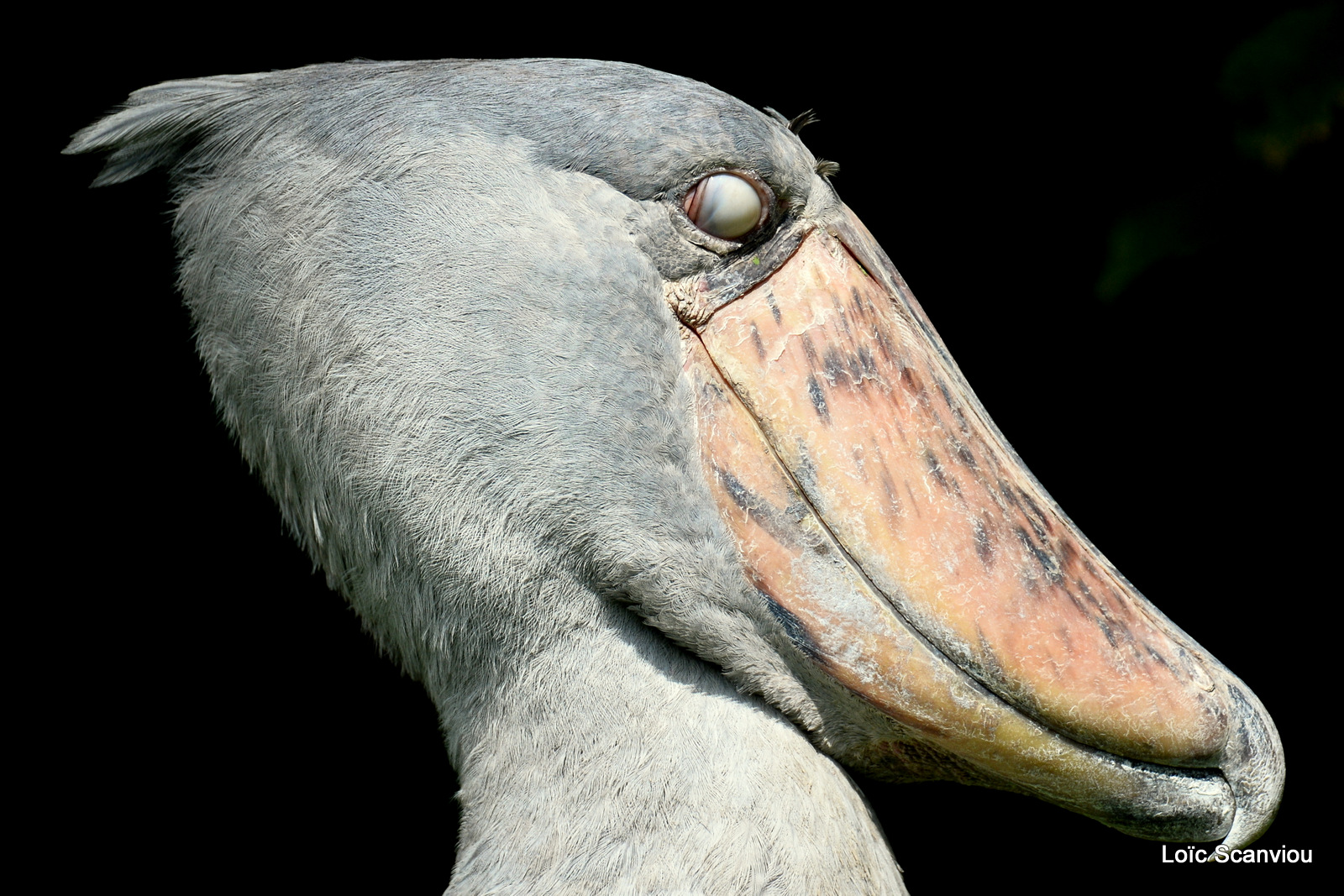 Bec-en-sabot/Shoebill (4)