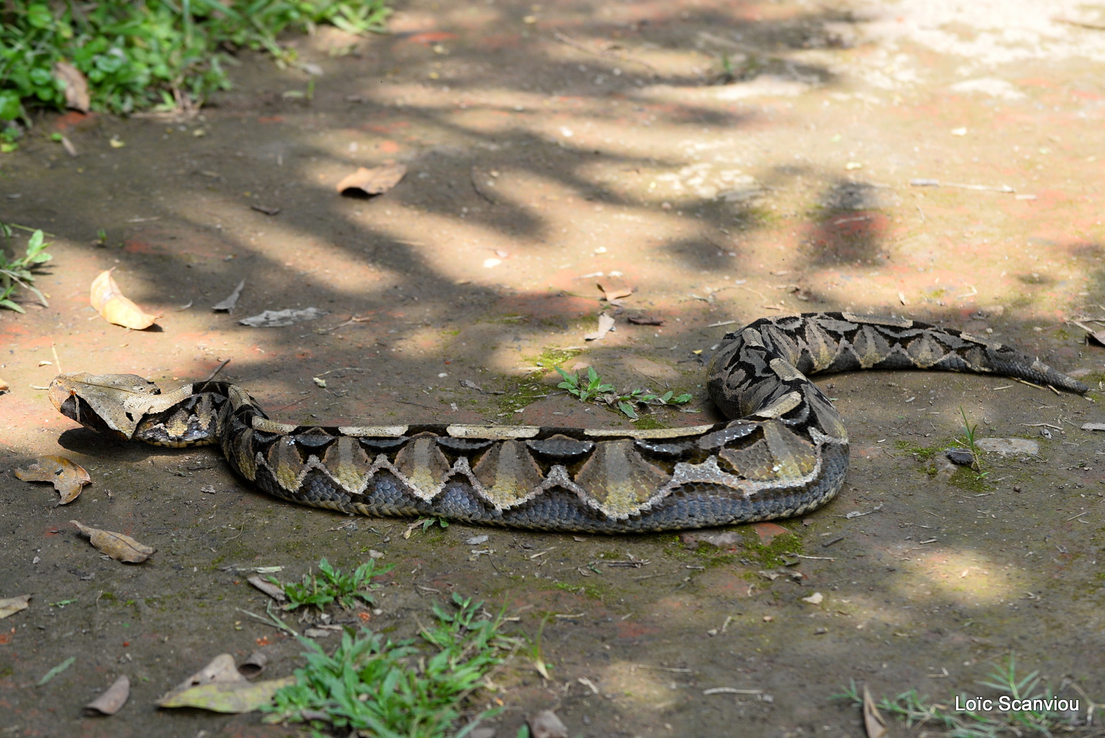 Vipère du Gabon/Gaboon Viper (1)