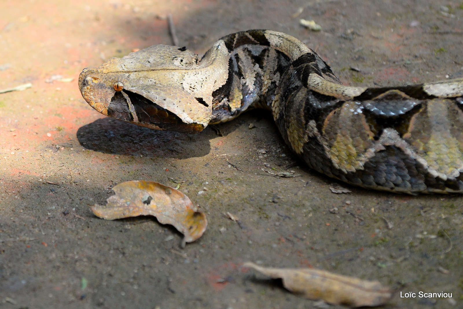 Vipère du Gabon/Gaboon Viper (2)