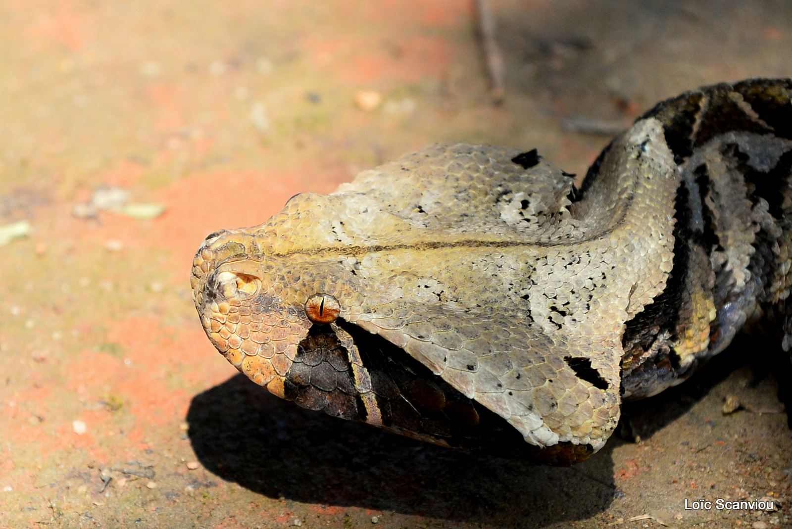 Vipère du Gabon/Gaboon Viper (3)