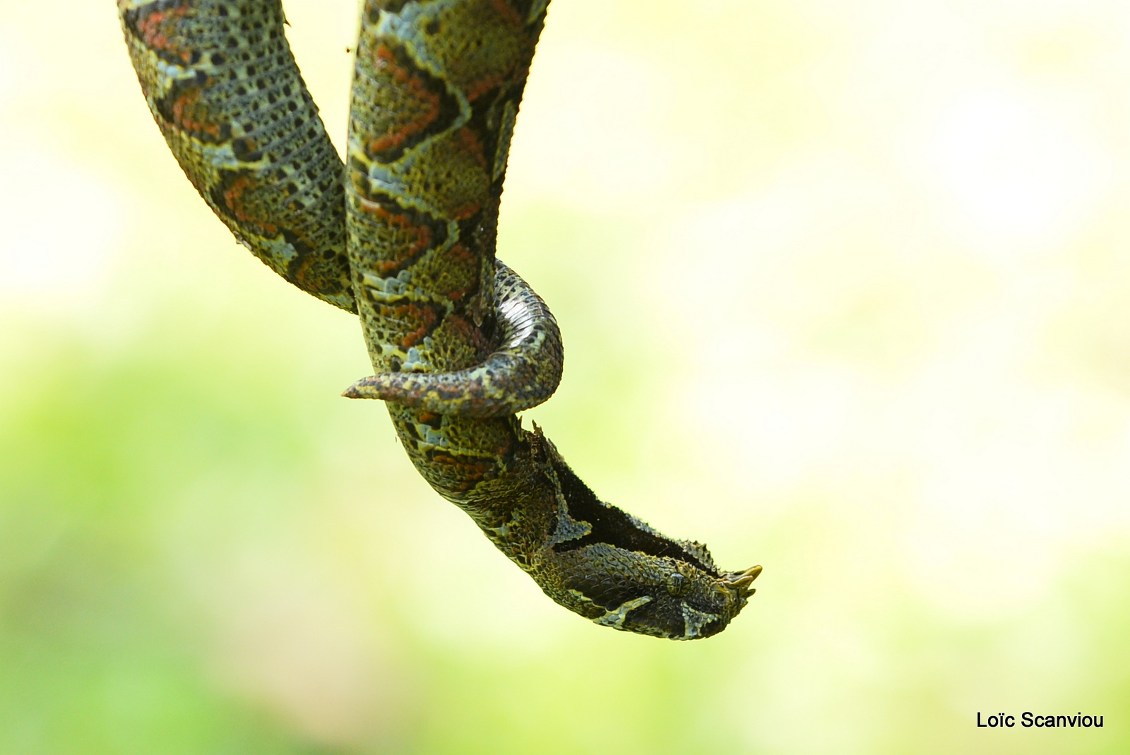 Vipère rhinocéros/Rhinocéros Viper (1)