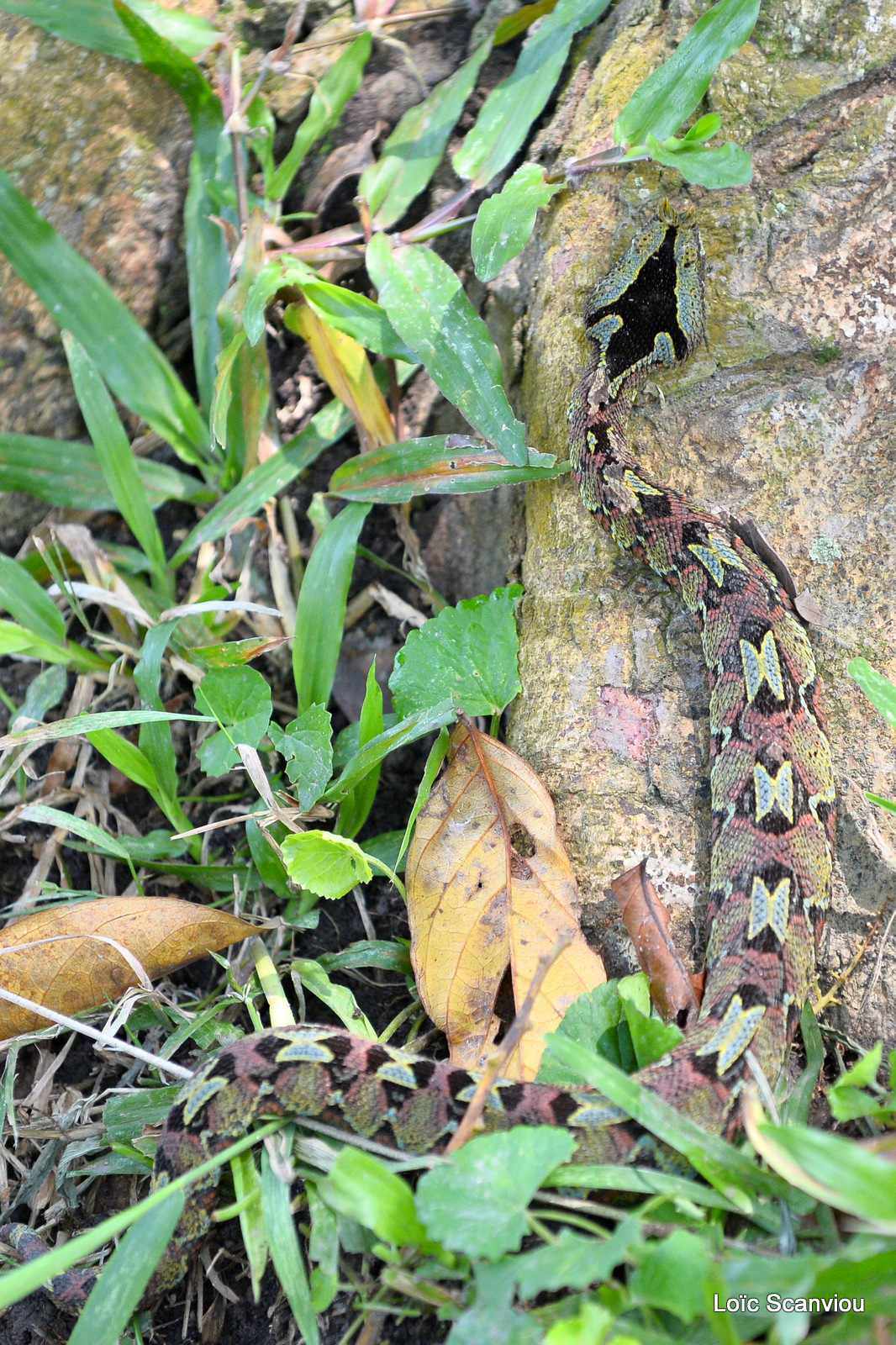 Vipère rhinocéros/Rhinocéros Viper (2)