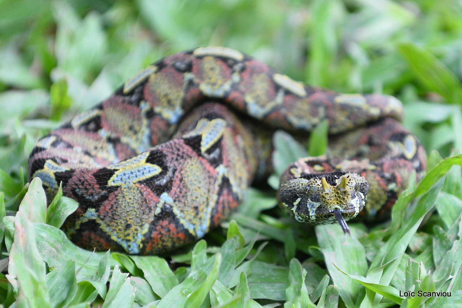 Vipère rhinocéros/Rhinocéros Viper (3)