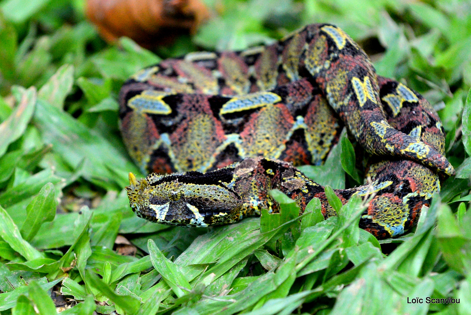 Vipère rhinocéros/Rhinocéros Viper (4)