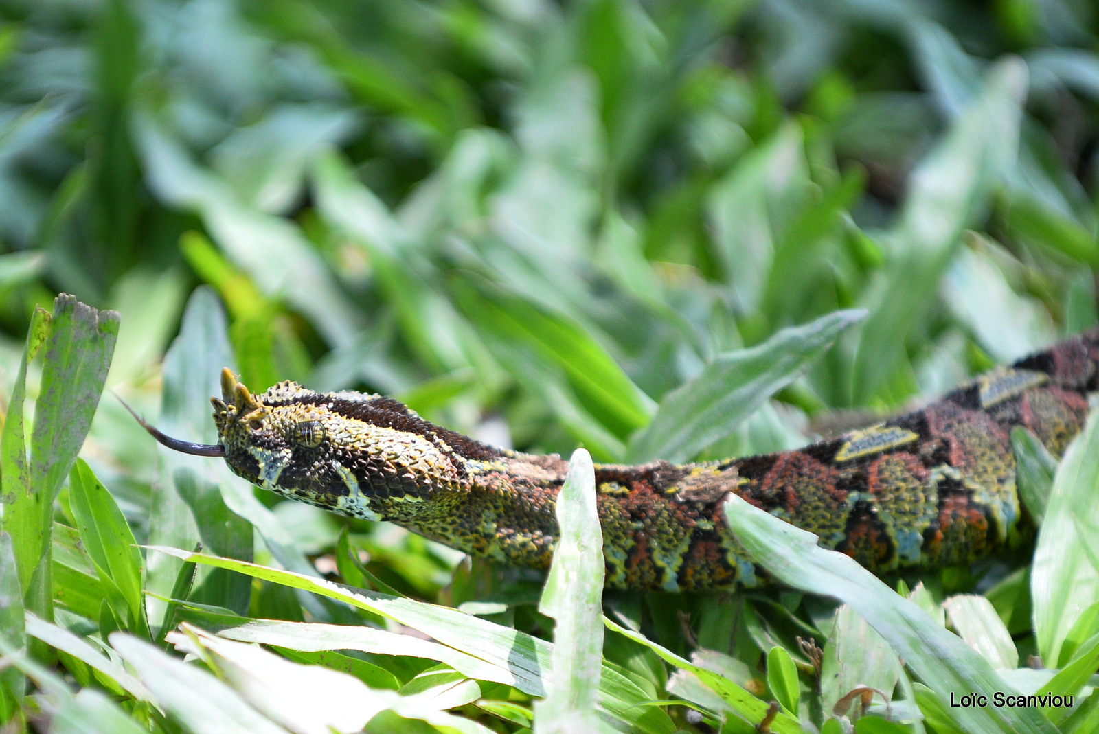 Vipère rhinocéros/Rhinocéros Viper (6)