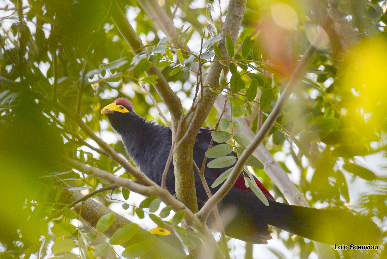 Touraco de Lady Ross/Ross's Turaco (1)