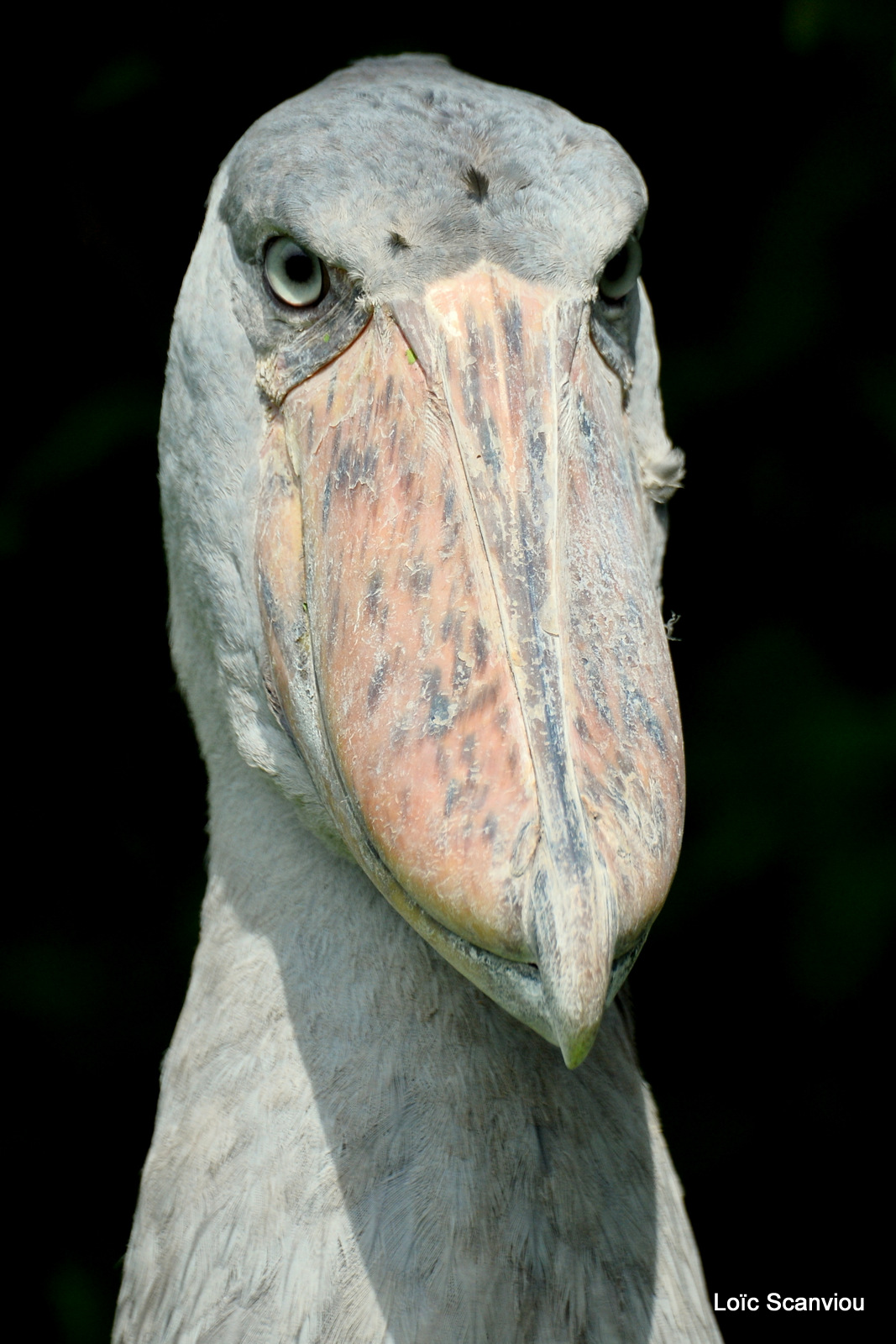 Bec-en-sabot/Shoebill (5)