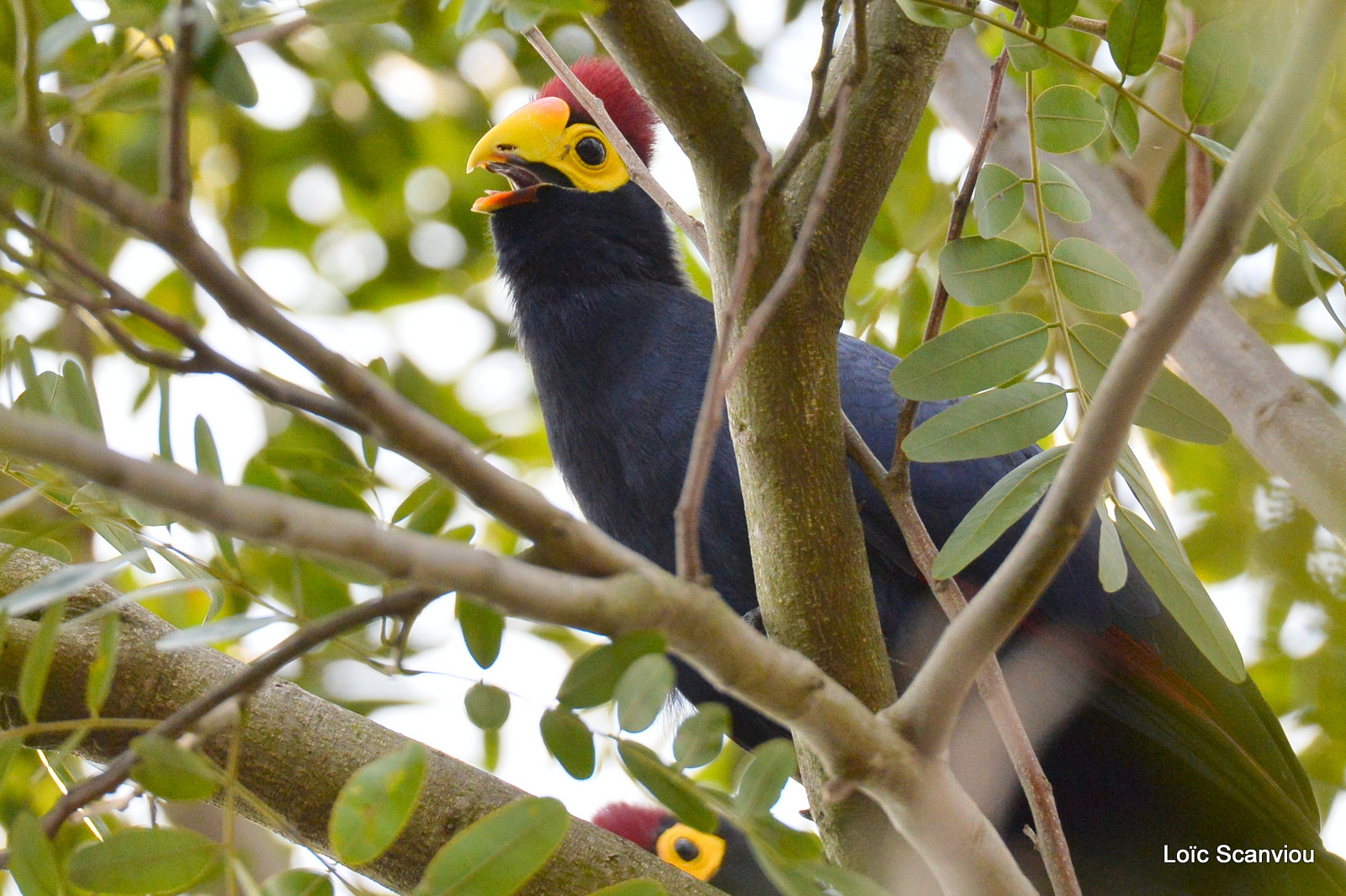 Touraco de Lady Ross/Ross's Turaco (2)