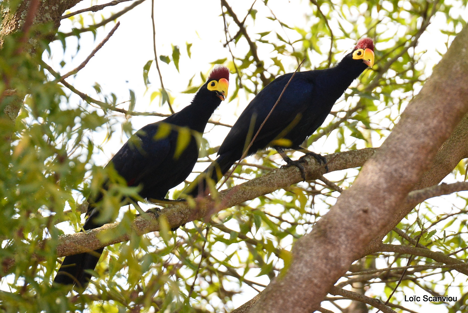 Touraco de Lady Ross/Ross's Turaco (3)