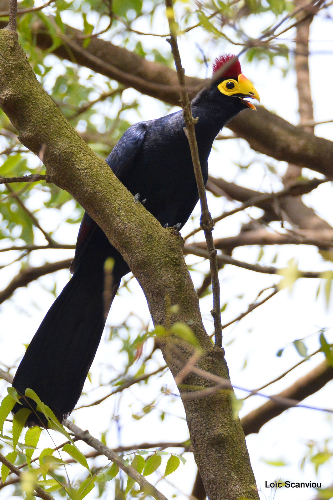 Touraco de Lady Ross/Ross's Turaco (4)