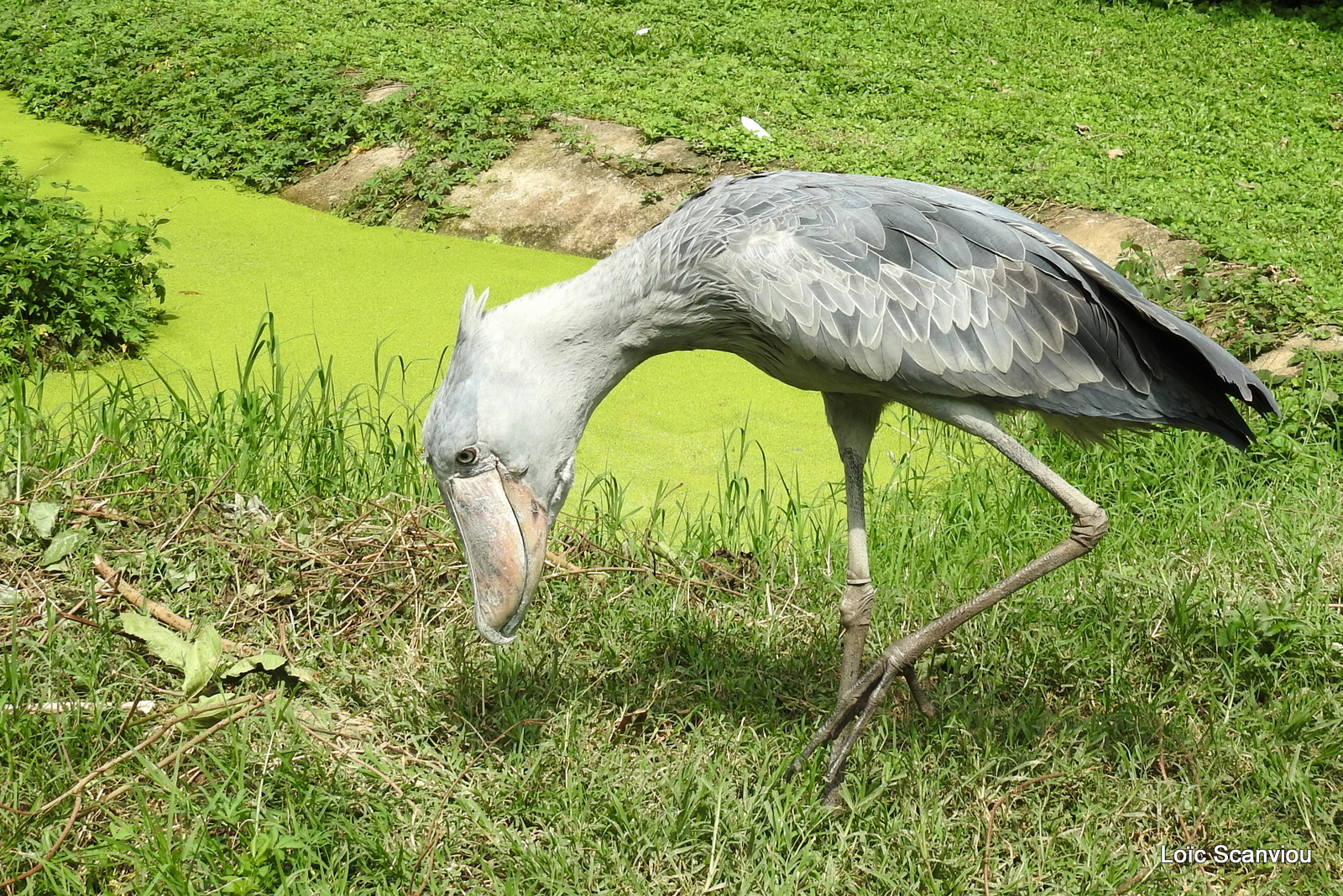 Bec-en-sabot/Shoebill (10)