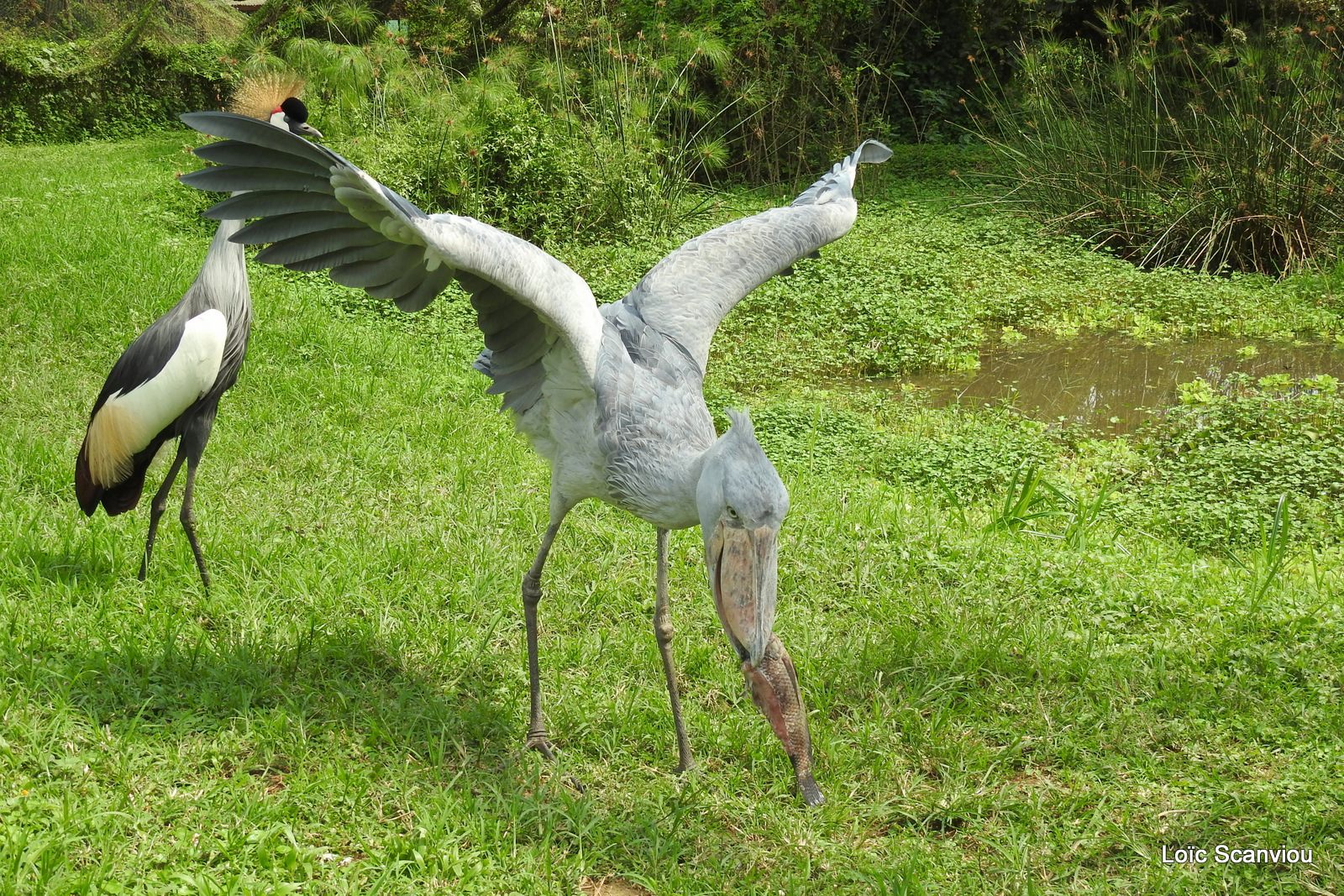 Bec-en-sabot/Shoebill (11)