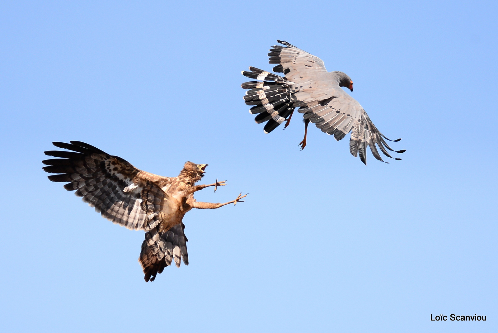 Gymnogène d'Afrique/African Harrier Hawk (1)