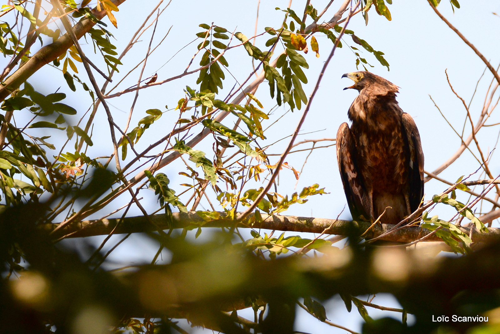 Gymnogène d'Afrique/African Harrier Hawk (2)