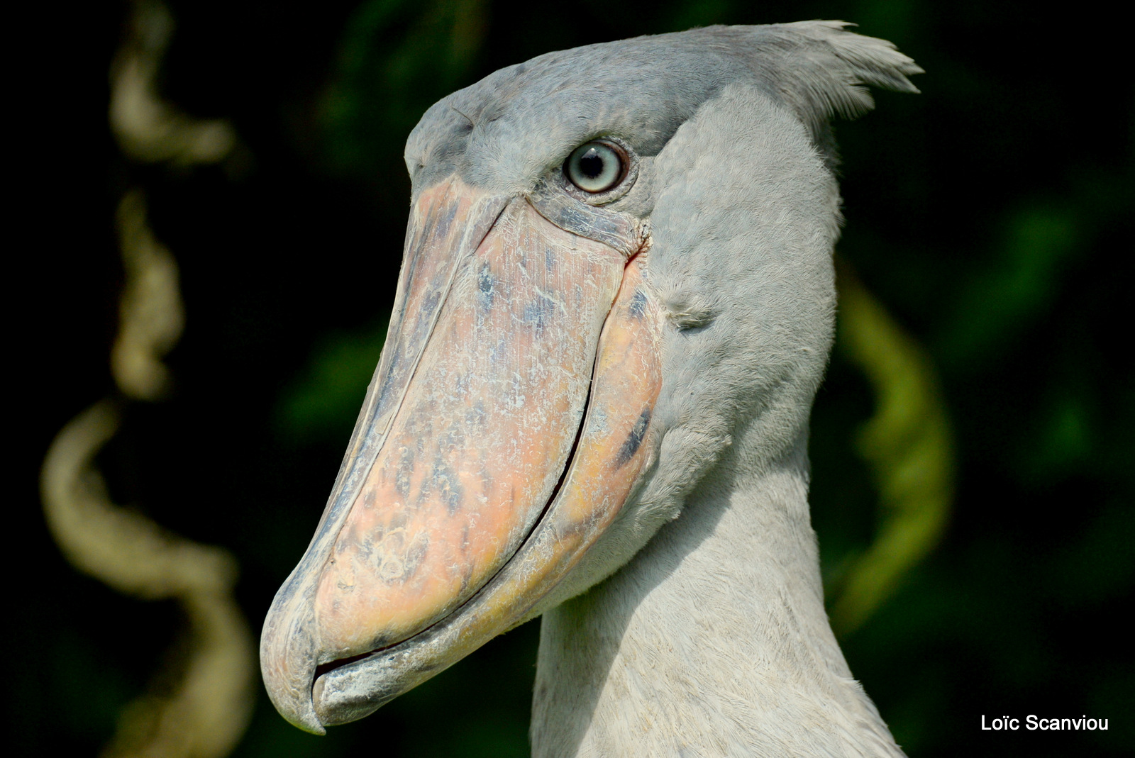 Bec-en-sabot/Shoebill (6)