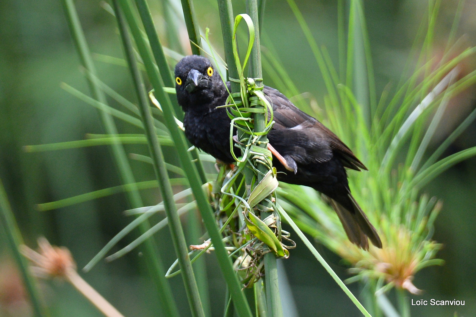 Tisserin noir/Vieillot's Black Weaver (3)