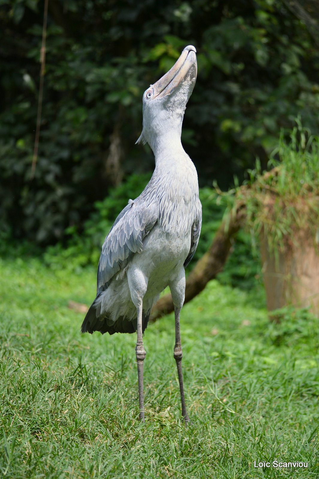 Bec-en-sabot/Shoebill (7)