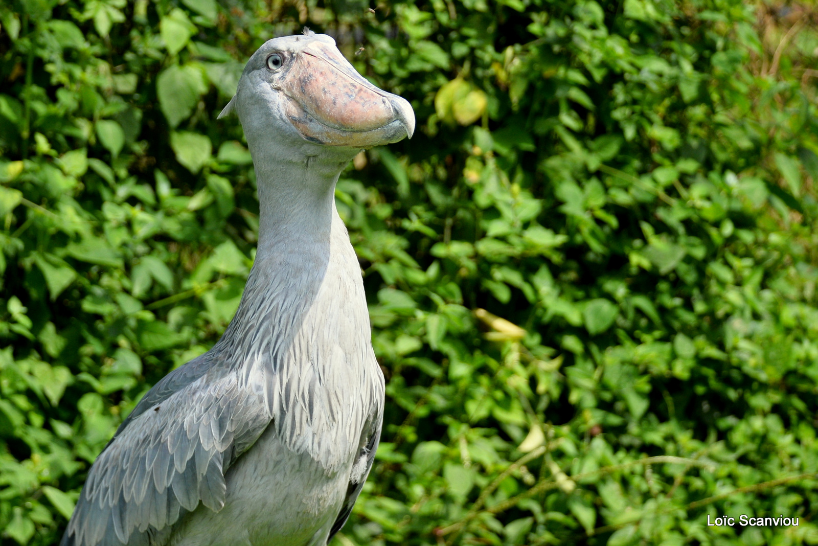 Bec-en-sabot/Shoebill (8)